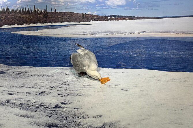 Yellowknife Sightseeing City Tour - Final Thoughts on the Yellowknife Sightseeing City Tour