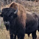 Yellowknife: Wild Bison Highway Tour - Who Will Love This Tour?