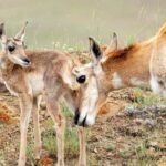 Yellowstone Day Adventure - Final Thoughts