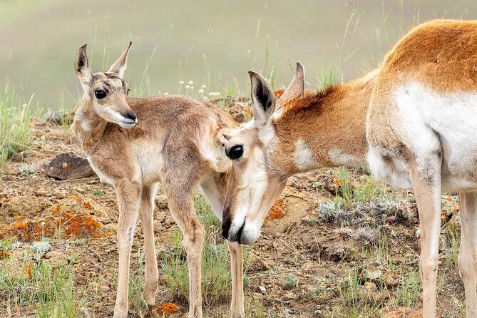 Yellowstone Day Adventure - Final Thoughts