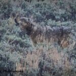 Yellowstone: Full-Day Private Guided Tour by Car with Lunch - Who Should Consider This Tour?