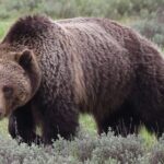 Yellowstone Full Day Tours - FAQ