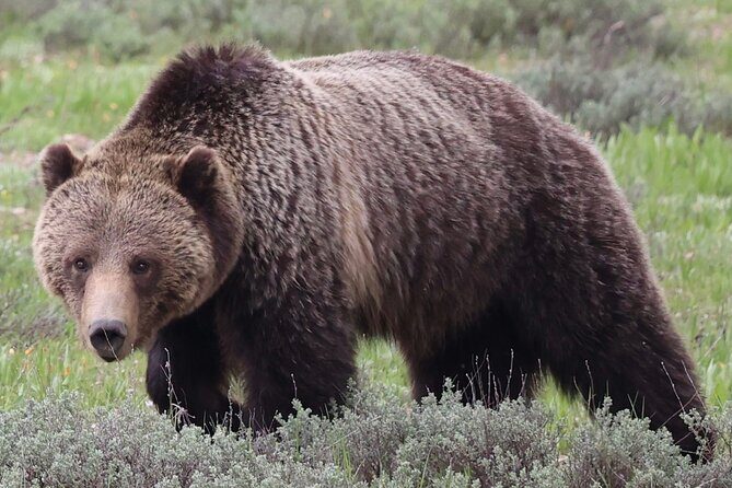 Yellowstone Full Day Tours - FAQ