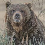 Yellowstone Full-Day Upper Loop Wildlife Adventure w/Lunch - The Value: Is It Worth the Price?