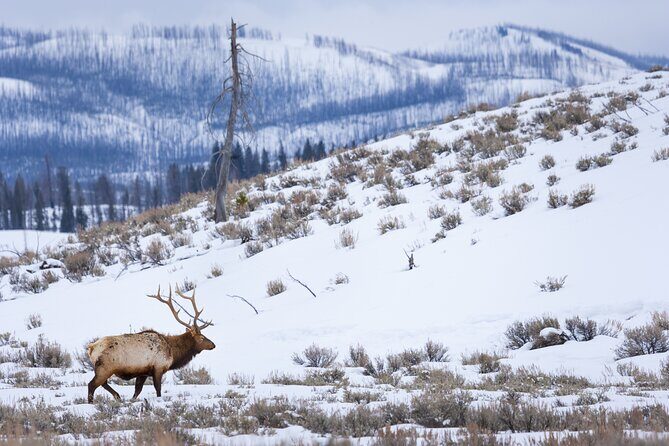 Yellowstone Full Day Winter Tour (With Optional Hike or Snowshoe) - Who Should Consider This Tour?