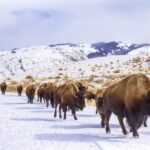 Yellowstone & Grand Teton National Parks Winter Tour 5-Day - FAQs
