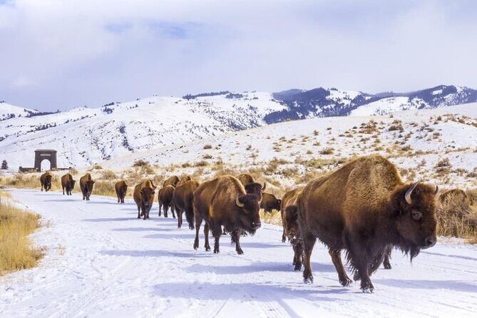 Yellowstone & Grand Teton National Parks Winter Tour 5-Day - FAQs