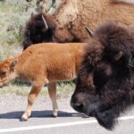 Yellowstone Grand Tour: See All Yellowstone In One Day - Who Is This Tour Best For?