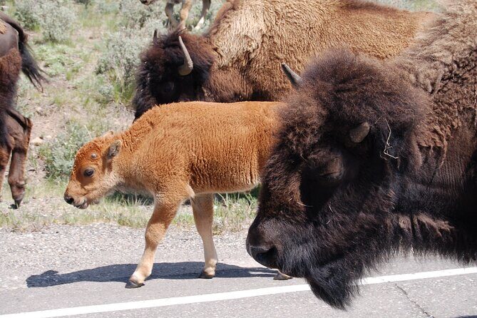 Yellowstone Grand Tour: See All Yellowstone In One Day - Who Is This Tour Best For?