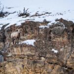 Yellowstone National Park: 3 Day Wildlife Photography Tour - Why This Tour Offers Real Value
