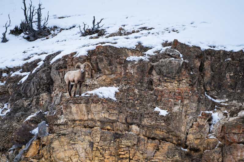 Yellowstone National Park: 3 Day Wildlife Photography Tour