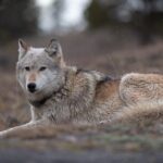 Yellowstone National Park Private Wildlife Tour - An In-Depth Look at What You Can Expect