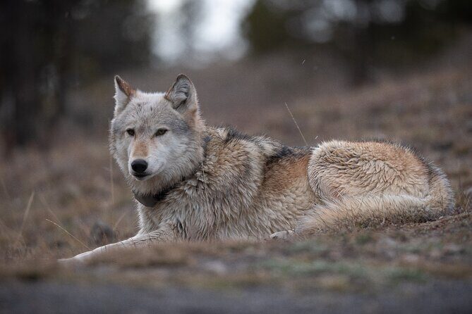 Yellowstone National Park Private Wildlife Tour - An In-Depth Look at What You Can Expect