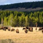 Yellowstone: Old Faithful, Waterfalls, and Wildlife Day Tour - Exploring Yellowstone in One Day: What to Expect