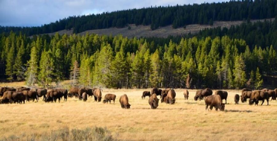 Yellowstone: Old Faithful, Waterfalls, and Wildlife Day Tour - Exploring Yellowstone in One Day: What to Expect
