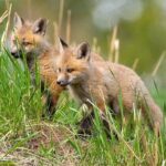 Yellowstone Through the Lens Photography Adventure - The Itinerary: A Day in Yellowstone’s Best Photo Spots