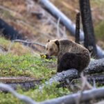 Yellowstone Wildlife and Photo Upper Loop Tour West Yellowstone - Frequently Asked Questions
