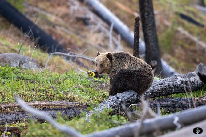 Yellowstone Wildlife and Photo Upper Loop Tour West Yellowstone - Frequently Asked Questions