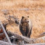 Yellowstone Wildlife Tour - Authenticity and Guide Expertise