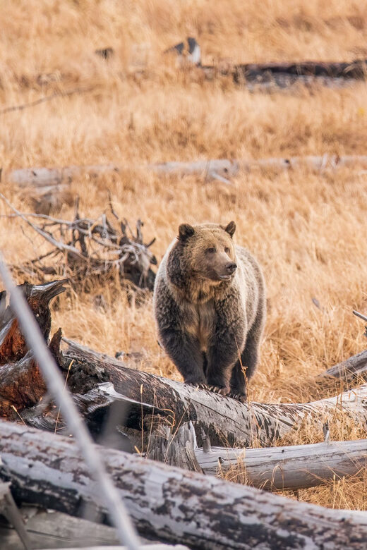 Yellowstone Wildlife Tour - Authenticity and Guide Expertise