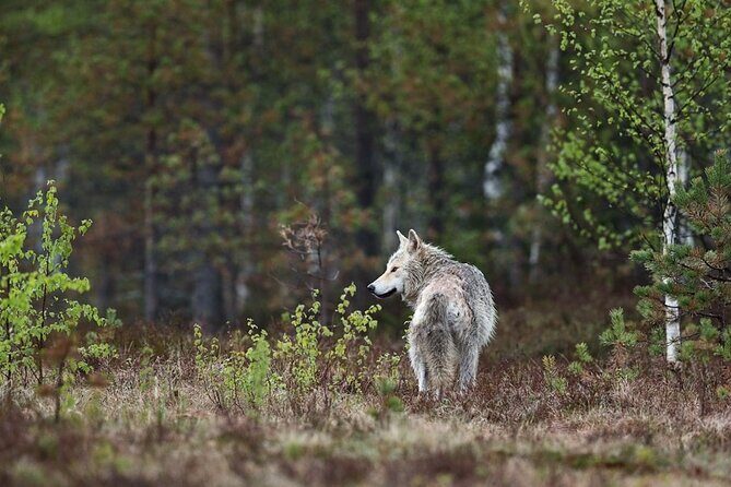 Yellowstone's Lamar Valley & Picnic With Wildlife Guide - What Makes This Tour Stand Out?