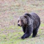 Yellowstone's Lamar Valley Wildlife Safari from Gardiner - Final Thoughts: Is This Tour Right for You?