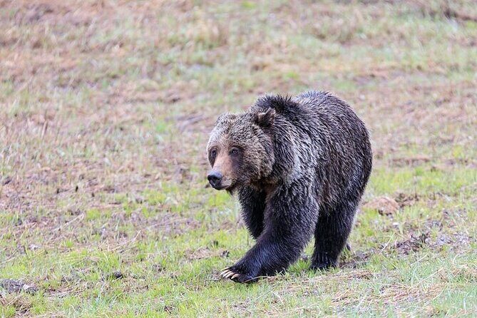 Yellowstone's Lamar Valley Wildlife Safari from Gardiner - Final Thoughts: Is This Tour Right for You?