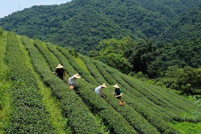 Yilan Rural Tea Picking Experience from Taipei City - Who Will Enjoy This Tour?