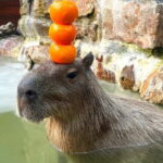 Yilan Whale Watching and Animal Farm Private Tour from Taipei - Frequently Asked Questions