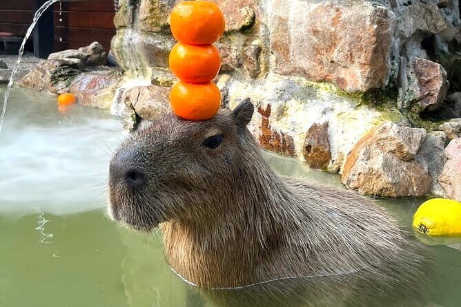 Yilan Whale Watching and Animal Farm Private Tour from Taipei - Frequently Asked Questions