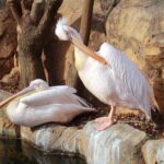 Yokohama / Kamakura 6hr Private Trip Government-Licensed Guide - Who Would Love This Tour?