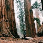 Yosemite and Giant Sequoias Day Tour - What the Tour Includes and What it Doesn’t