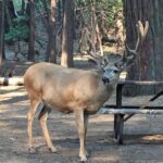 Yosemite: Full-Day Tour with Lunch and Hotel Pick-up - The Sum Up