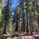 Yosemite National Park & Sequoias Private Tour from San Francisco - A Deep Dive into the Yosemite Private Tour Experience
