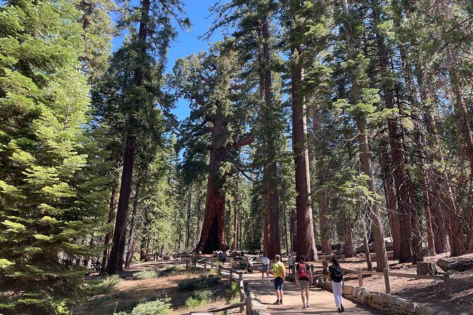 Yosemite National Park & Sequoias Private Tour from San Francisco - A Deep Dive into the Yosemite Private Tour Experience