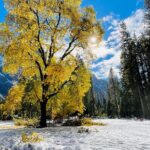 Yosemite Winter Highlights Small Group Tour - Lunch, Snacks, and the Small Touches