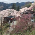 Yoshino: Private Guided Tour & Hiking in a Japanese Mountain - What We Like About the Tour