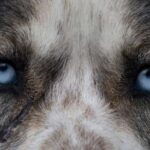 Yukon Dogs and Gold - Why This Tour Provides Good Value