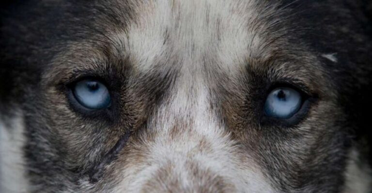 Yukon Dogs and Gold - Why This Tour Provides Good Value