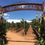 Zacatecas: Campo Real Vinícola Tour - Practical Details and Experience Quality