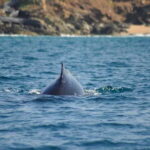 Zihuatanejo: Marine Life Observation Tour - Why This Tour is a Good Value