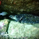 Zihuatanejo: Snorkeling in Manzanillo and Las Gatas - Final Thoughts