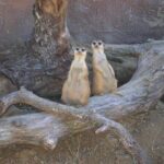 ZooTampa at Lowry Park Admission Ticket - In-Depth Look at the Itinerary