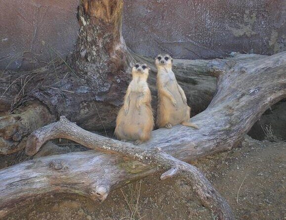 ZooTampa at Lowry Park Admission Ticket - In-Depth Look at the Itinerary