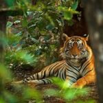 03 Days Private Wildlife Ranthambore Tiger Tour from Jaipur - Why Safaris and Wildlife Entry Fees Matter