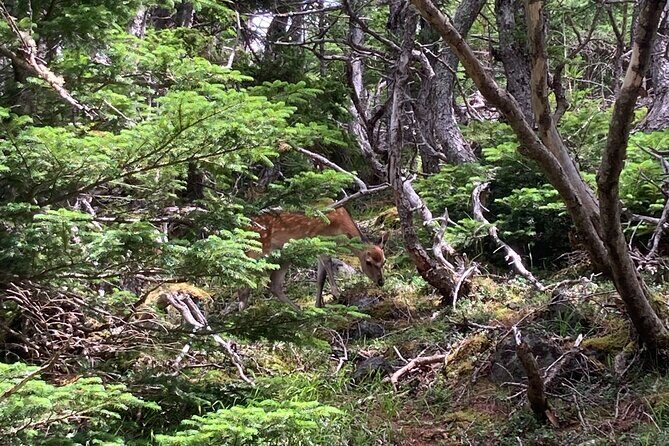 1-Day Adventure Hike to Hoei Cater on Mt. Fuji - Frequently Asked Questions