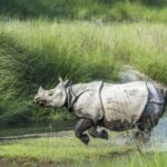 1 Day Chitwan: Jungle Safari, Canoe Ride, Tharu Dance Show - A Detailed Look at the Chitwan Day Tour