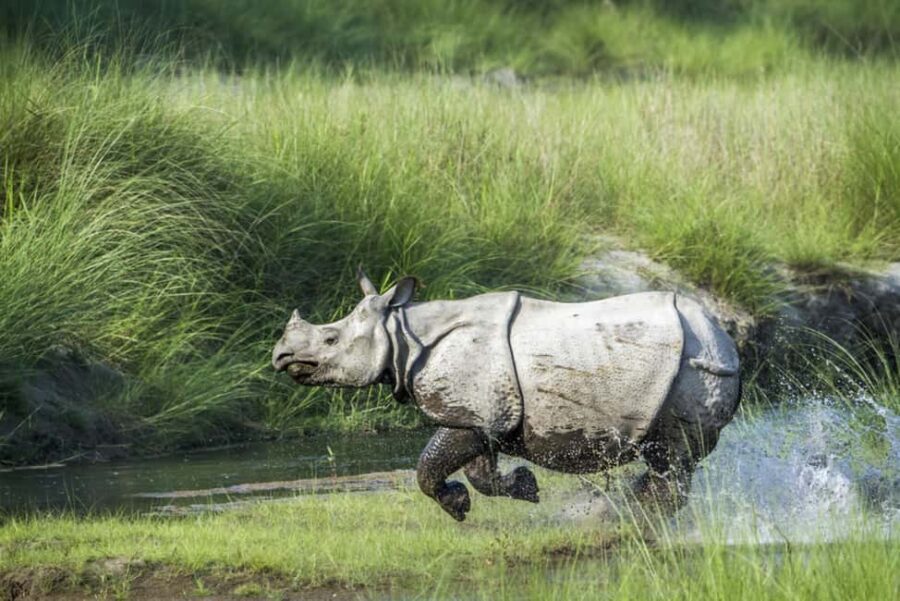 1 Day Chitwan: Jungle Safari, Canoe Ride, Tharu Dance Show - A Detailed Look at the Chitwan Day Tour