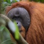 1 Day Ethical Jungle Trek in Bukit Lawang at Sumatra - Why This Tour Is a Great Choice
