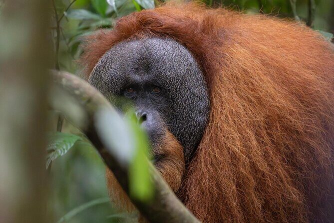1 Day Ethical Jungle Trek in Bukit Lawang at Sumatra - Why This Tour Is a Great Choice